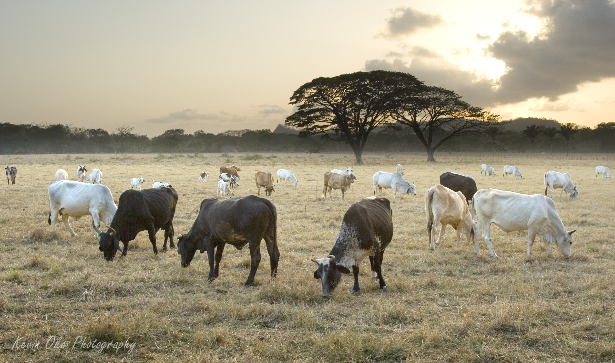 Cattle in Guanacaste, Costa Rica