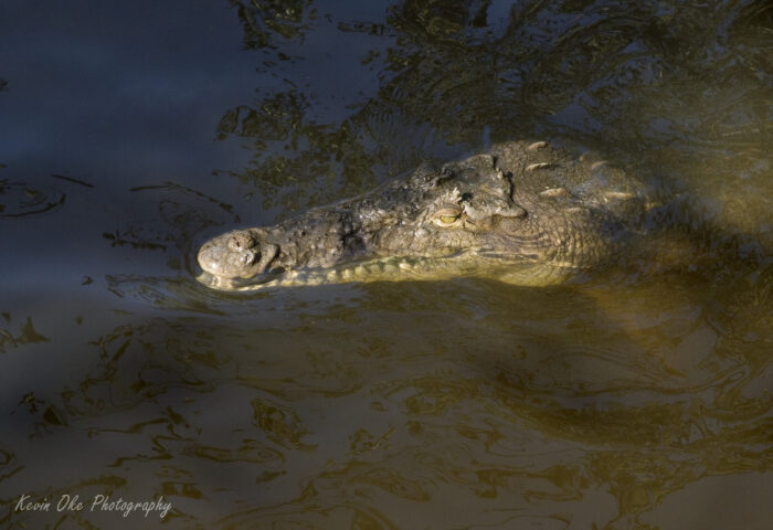 Crocodile, Nicoya Peninsula, Guanacaste, Costa Rica