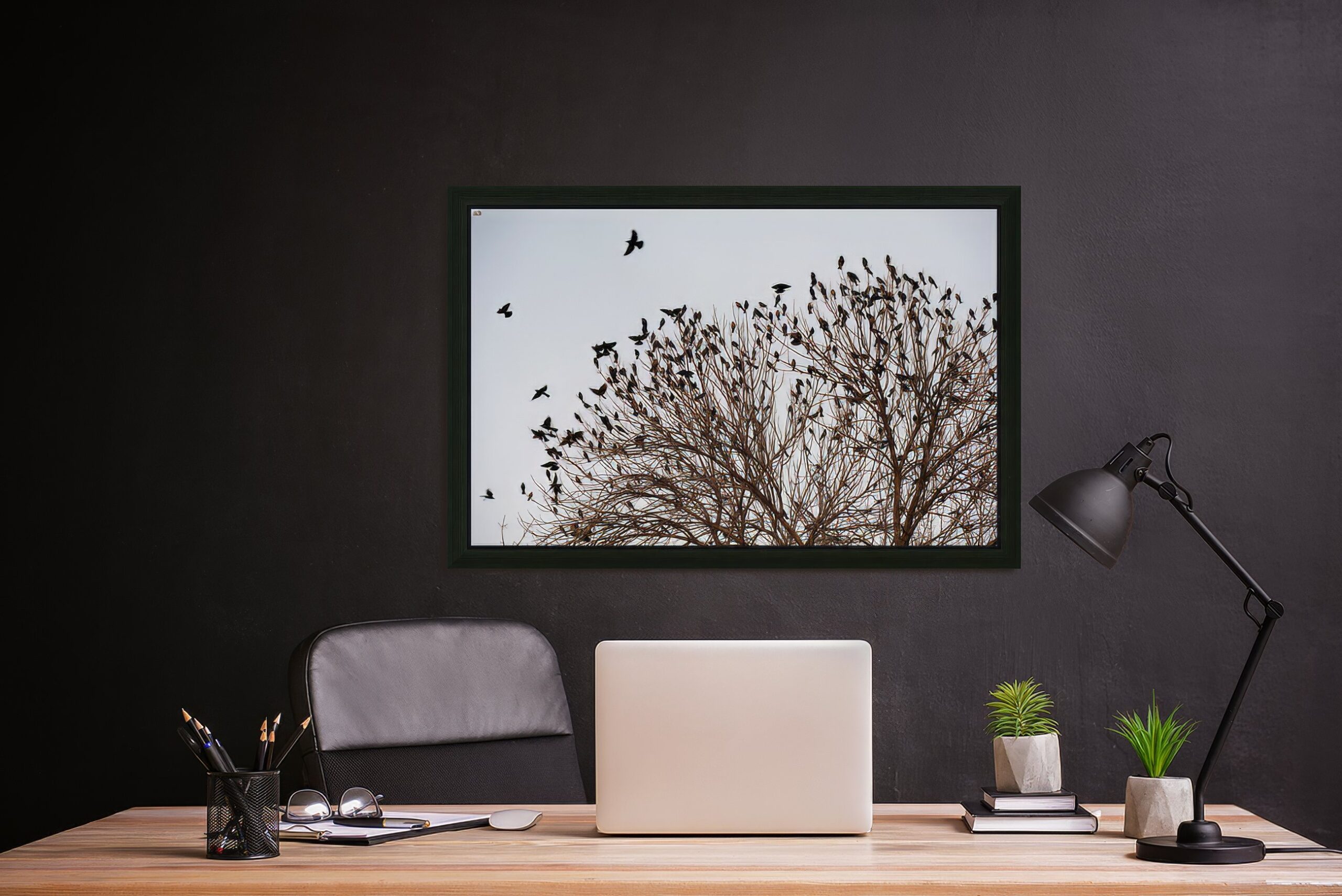Birds in Flight - Patagonia
