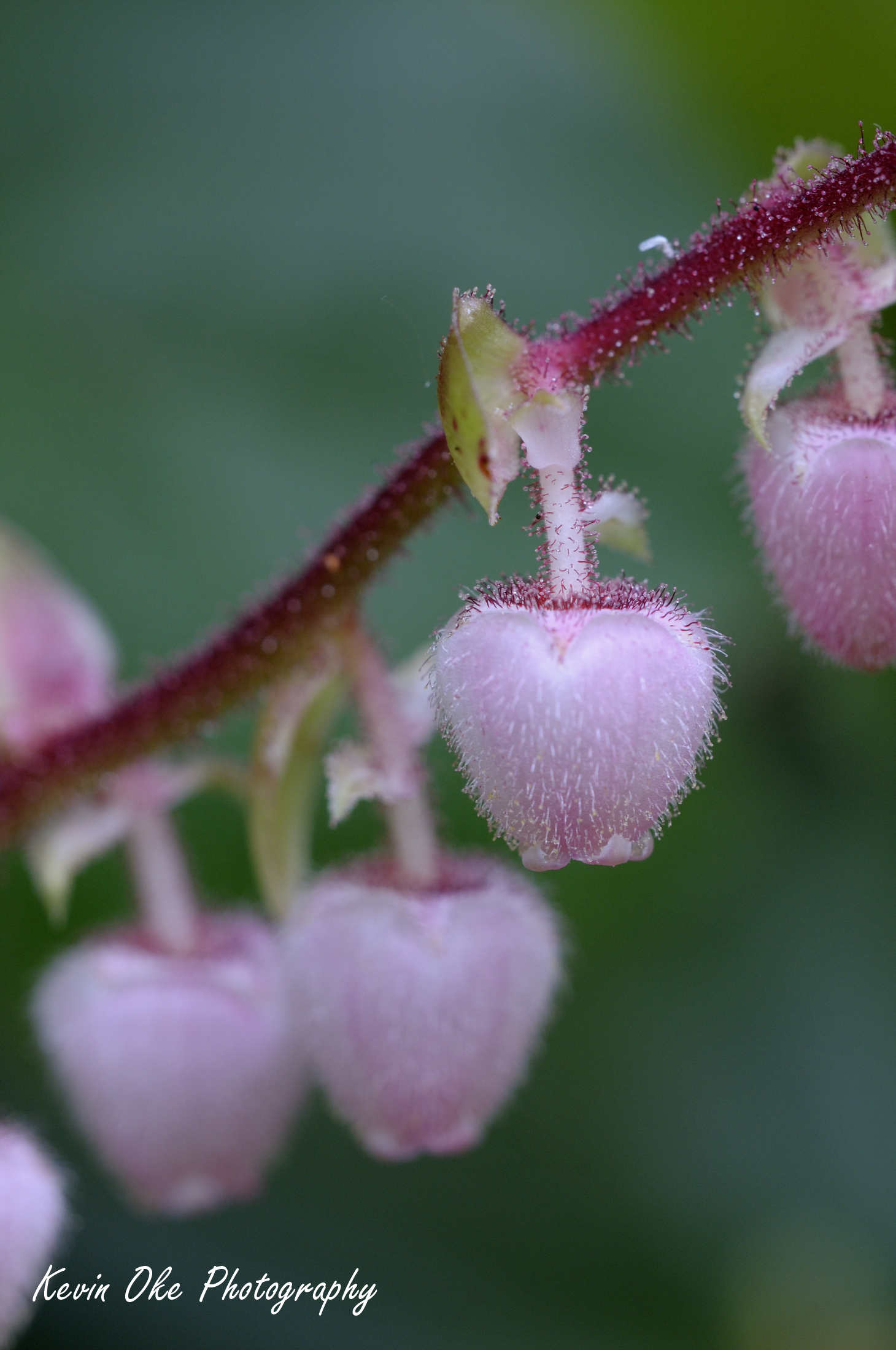 Salal (Gaultheria shallon), Cowichan Valley, Vancouver Island, British Columbia, Canada