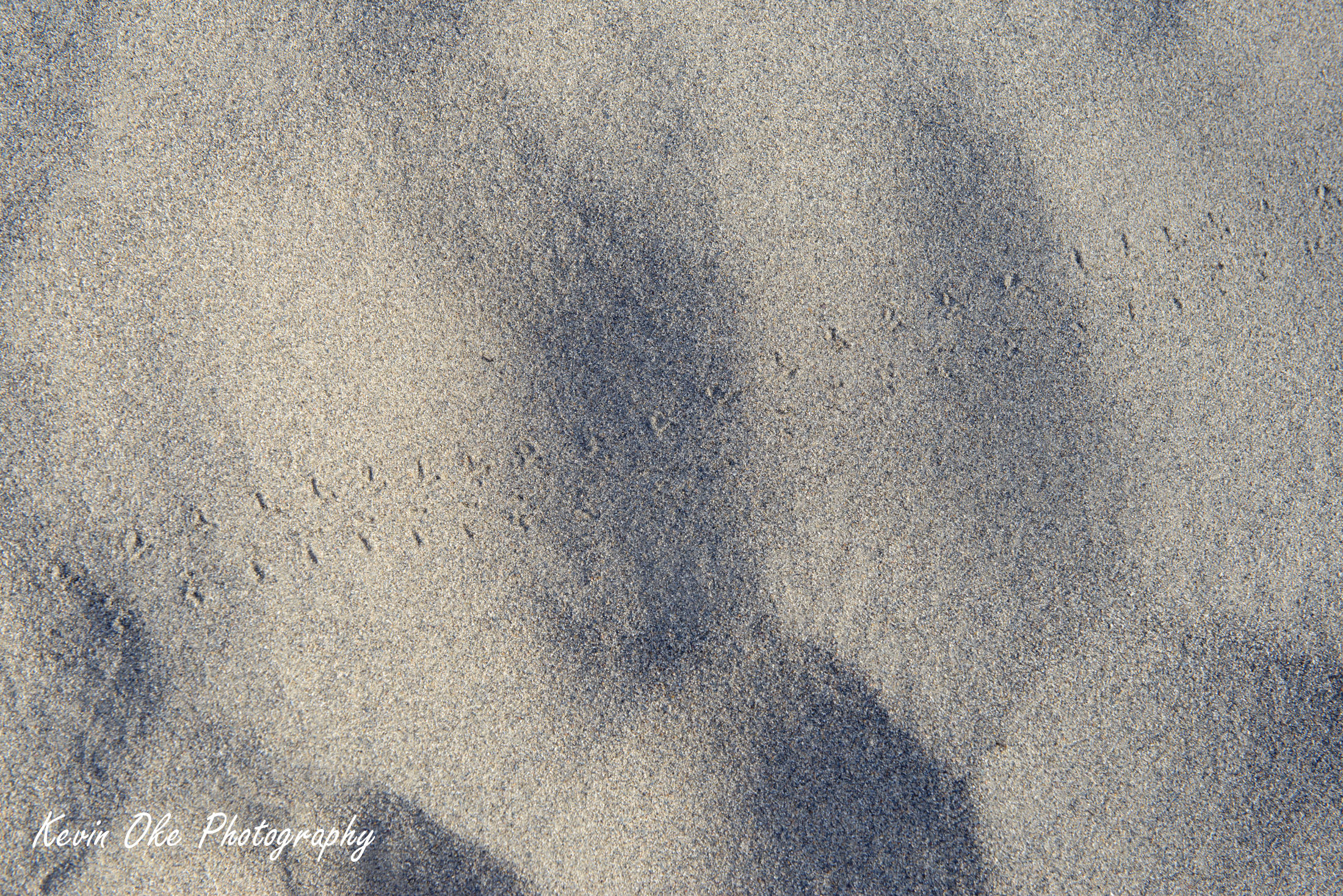 Animal tracks in sand, Mesquite Flat Sand Dunes, Death Valley, California