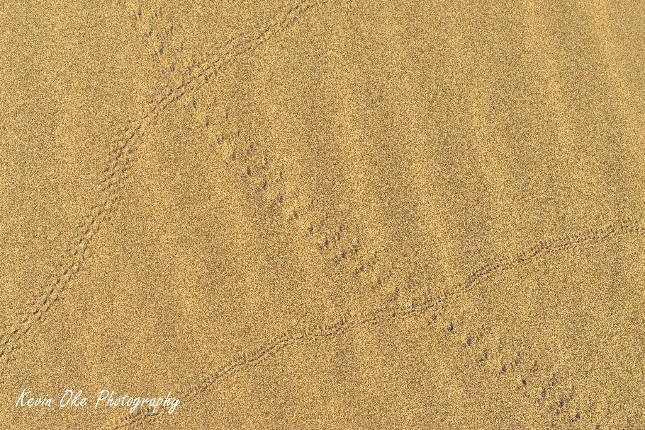 Animal tracks in sand, Death Valley, California