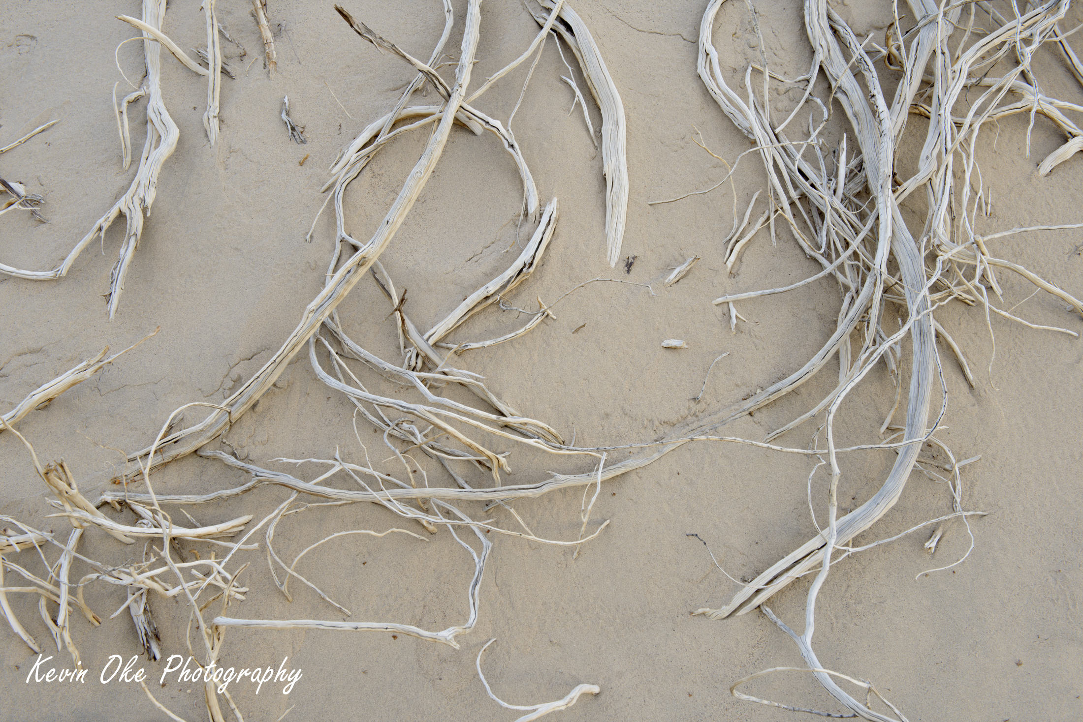 Dead wood buried in sand, Death Valley, California