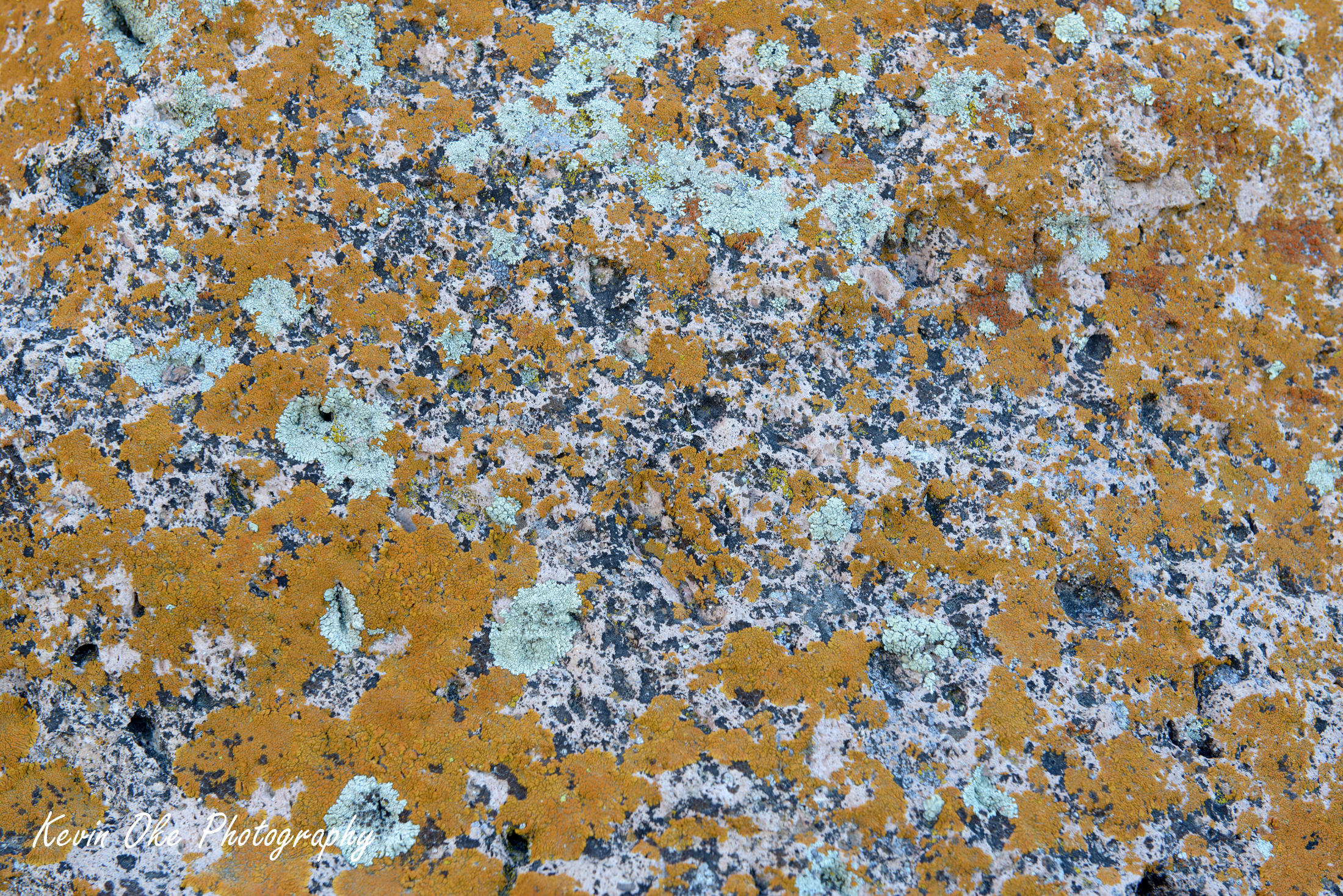 Colourful lichens, Death Valley, California