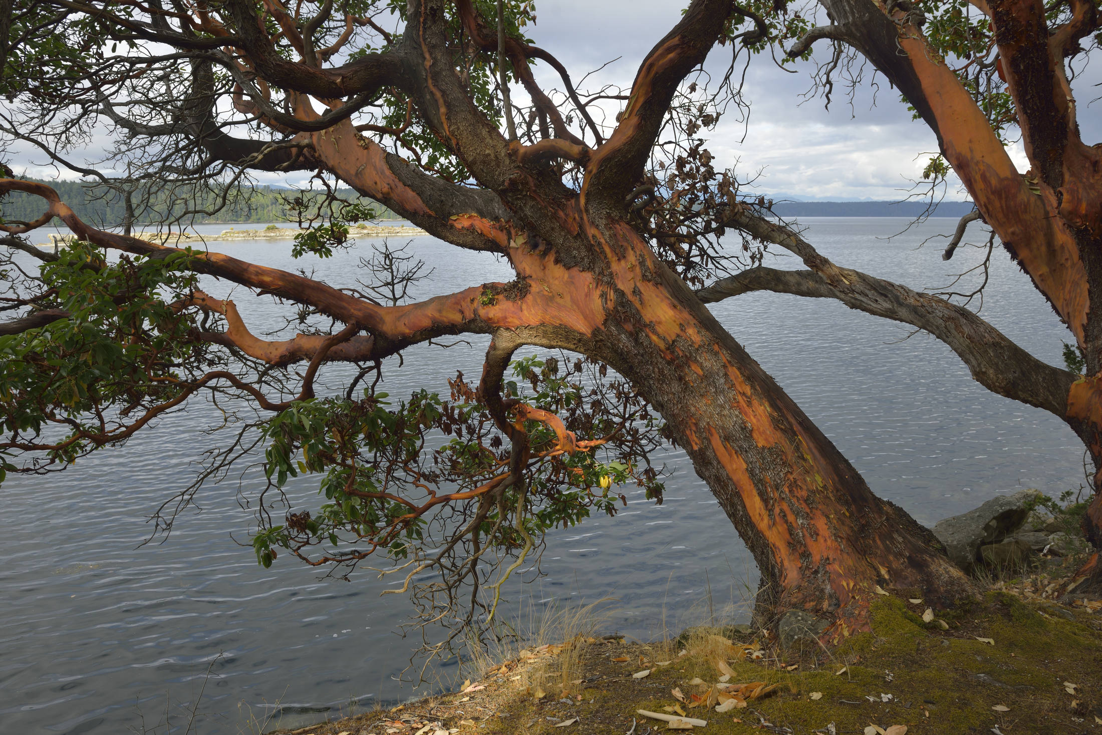 Arbutus Tree