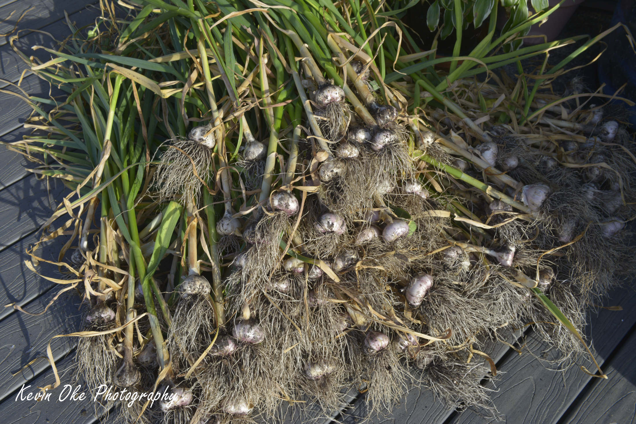 Freshly picked garlic