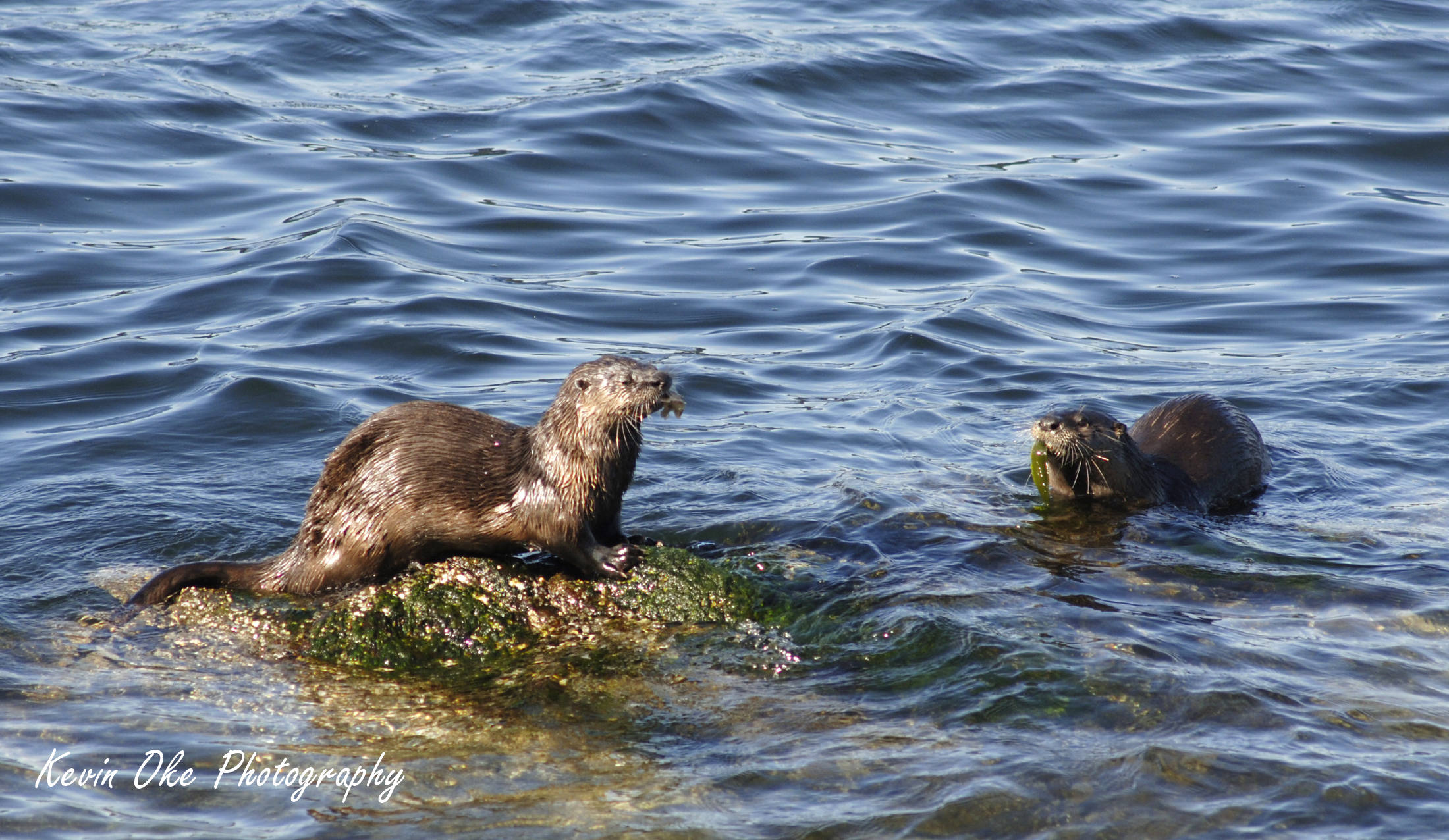 River Otters (Lontra canadensis) are primarily nocturnal remain active year round. Their diet consists mainly of fish, but they also eat insects, frogs, and occasionally small mammals. River Otters are very common throughout the Gulf Islands.
