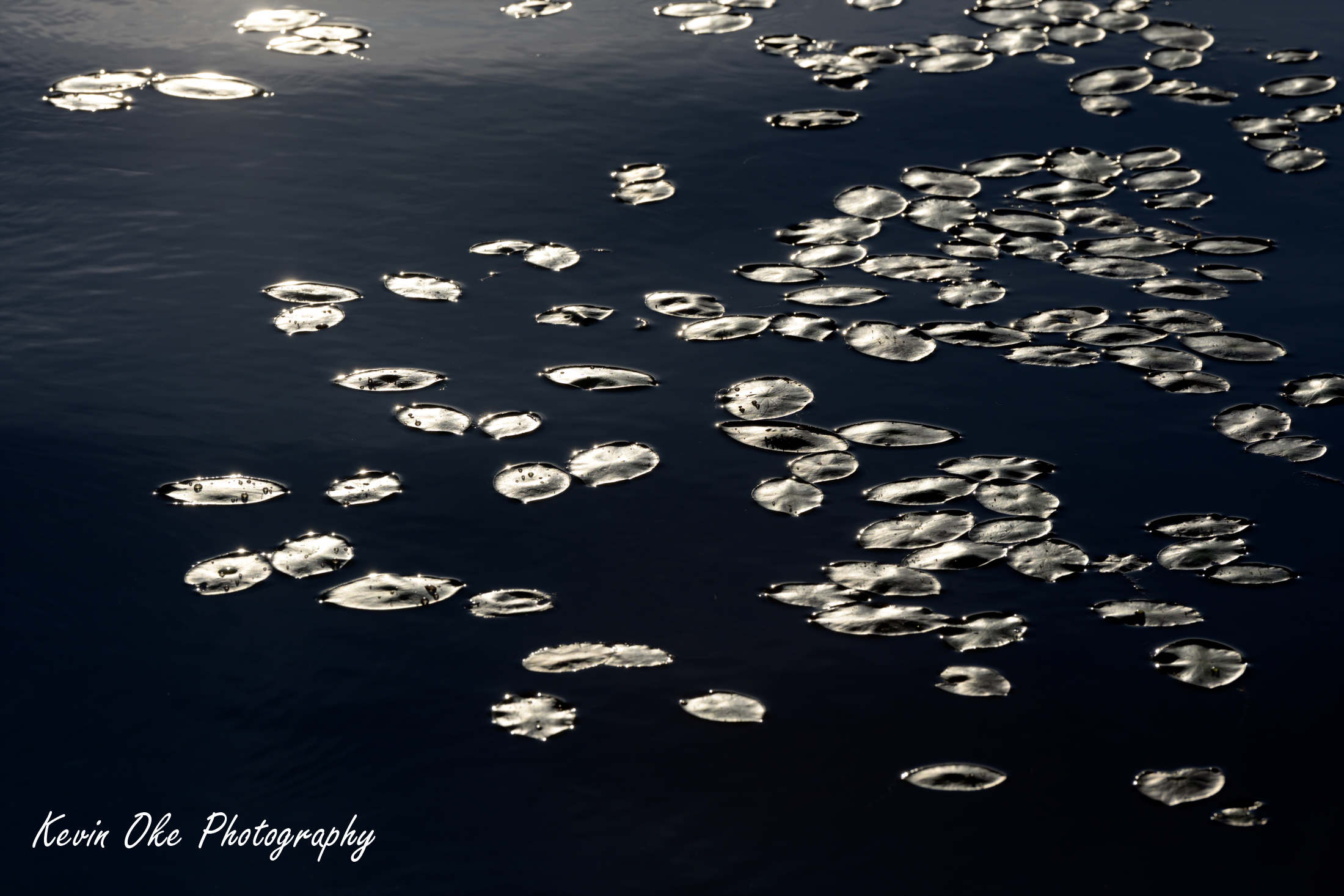 Backlit waterlilies in the afternoon hazy sun