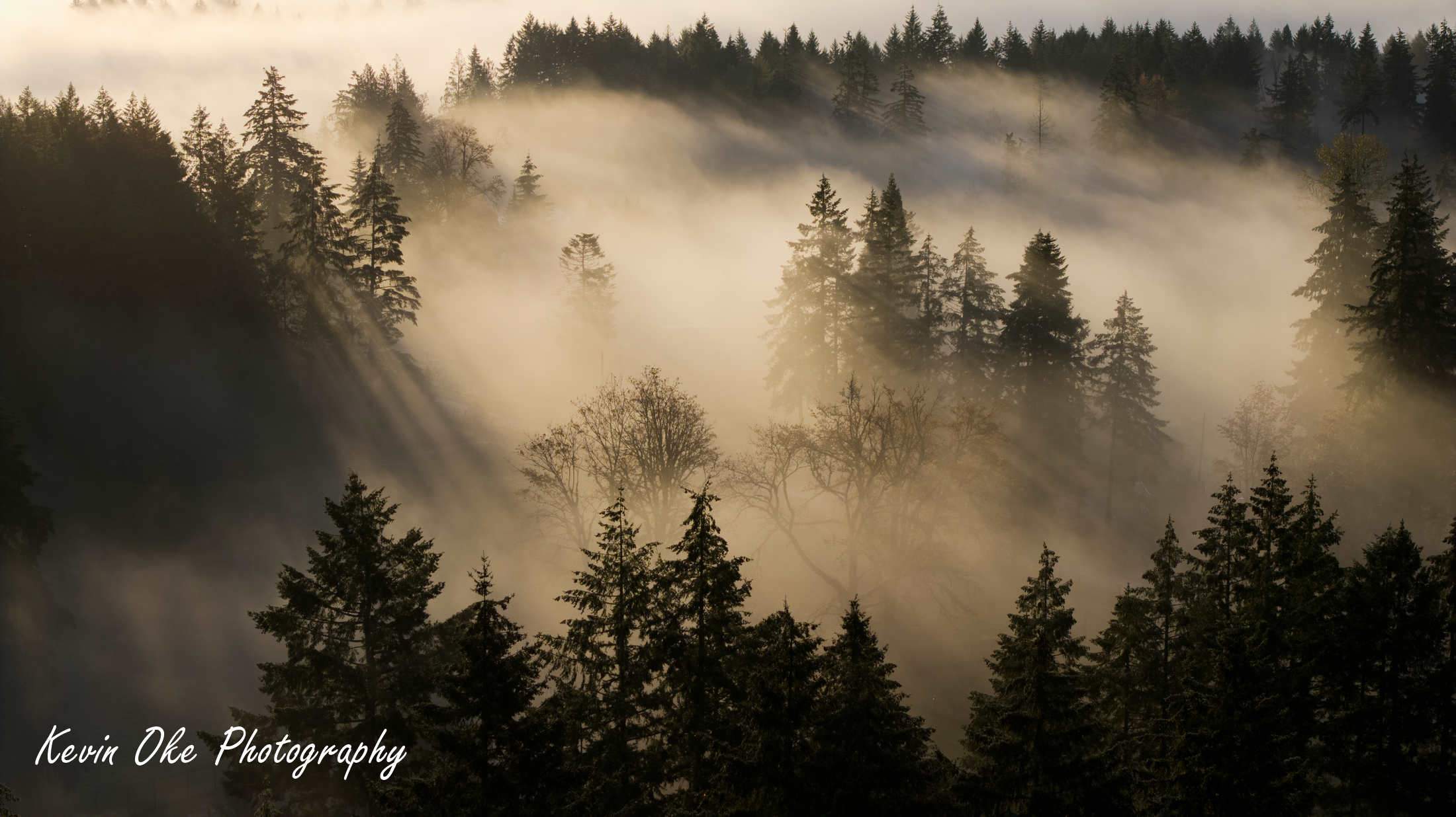 Morning light cutting through fog