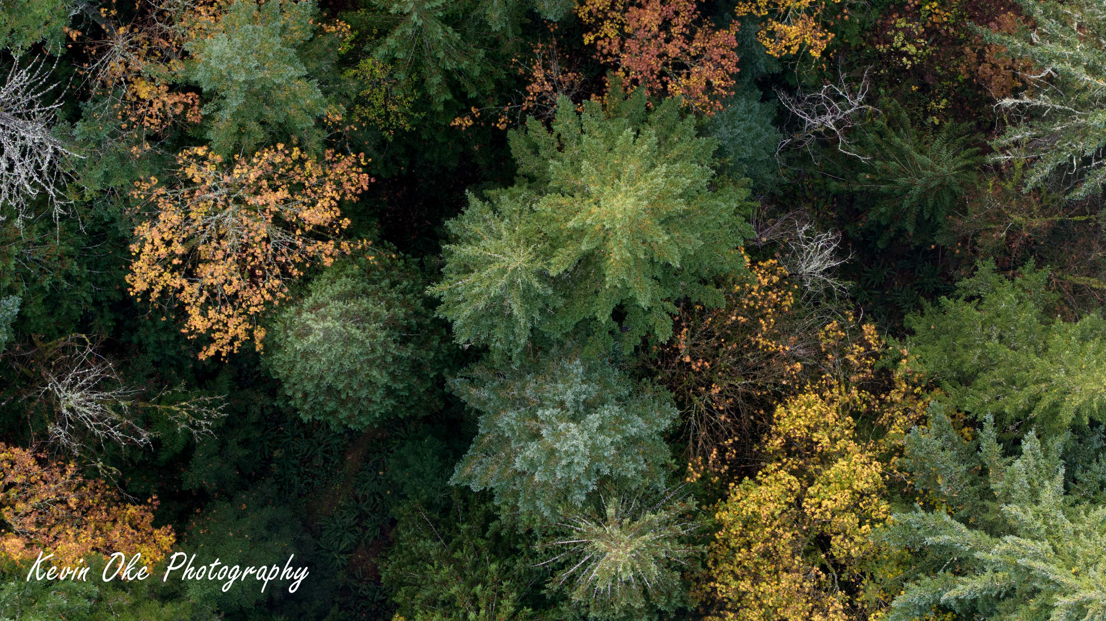 Colourful forest from above