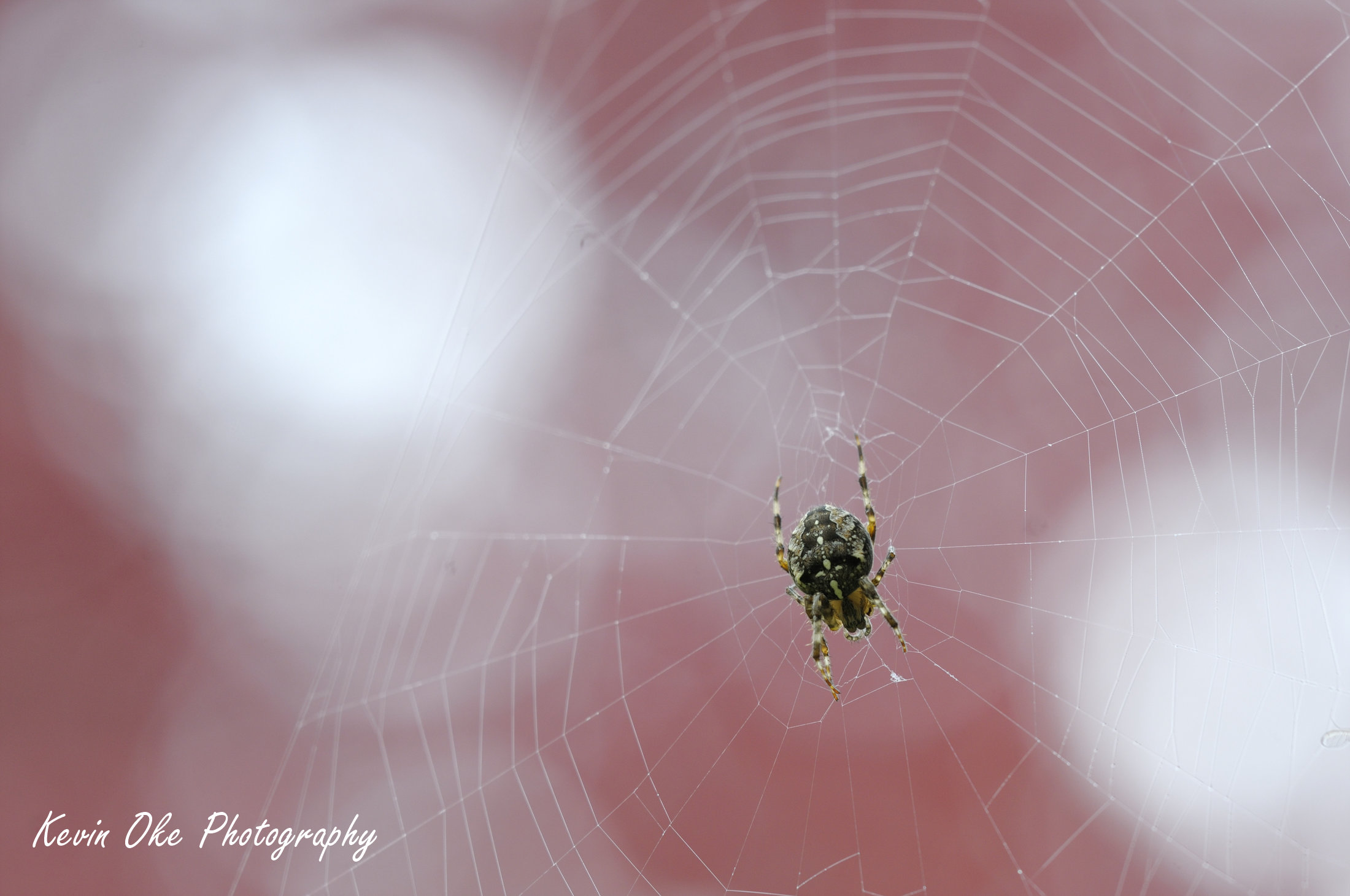 Spider and web