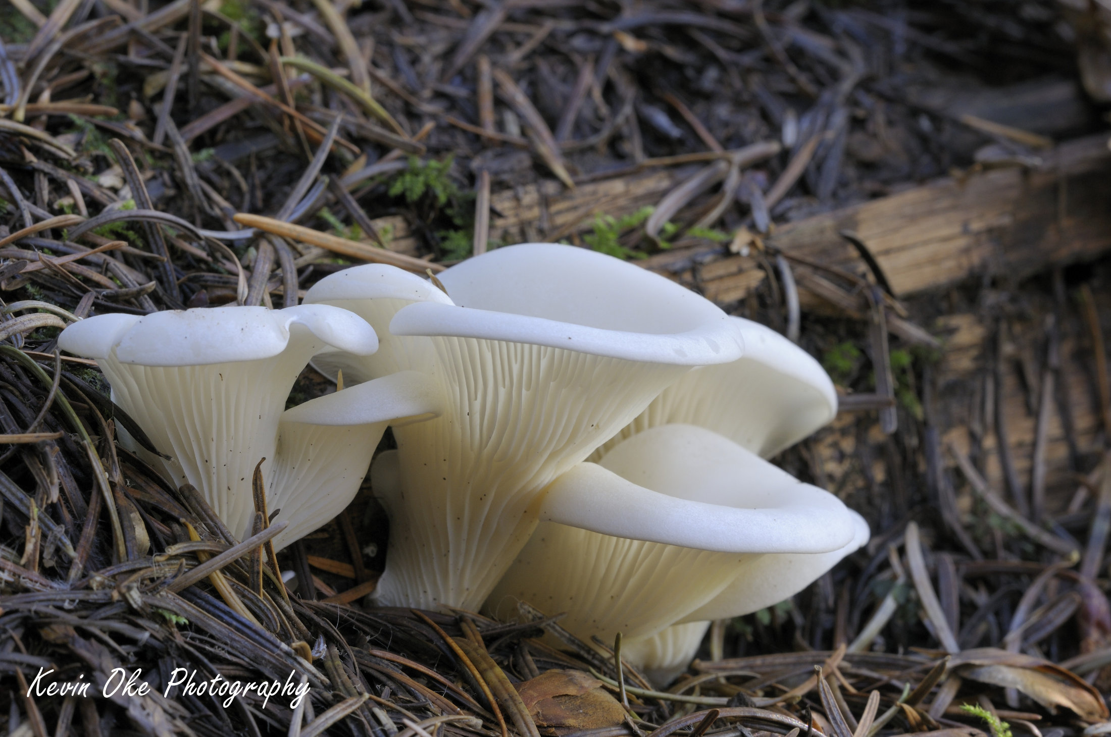 Oyster mushrooms (Pleurotus ostreatus) coming up through pine needles