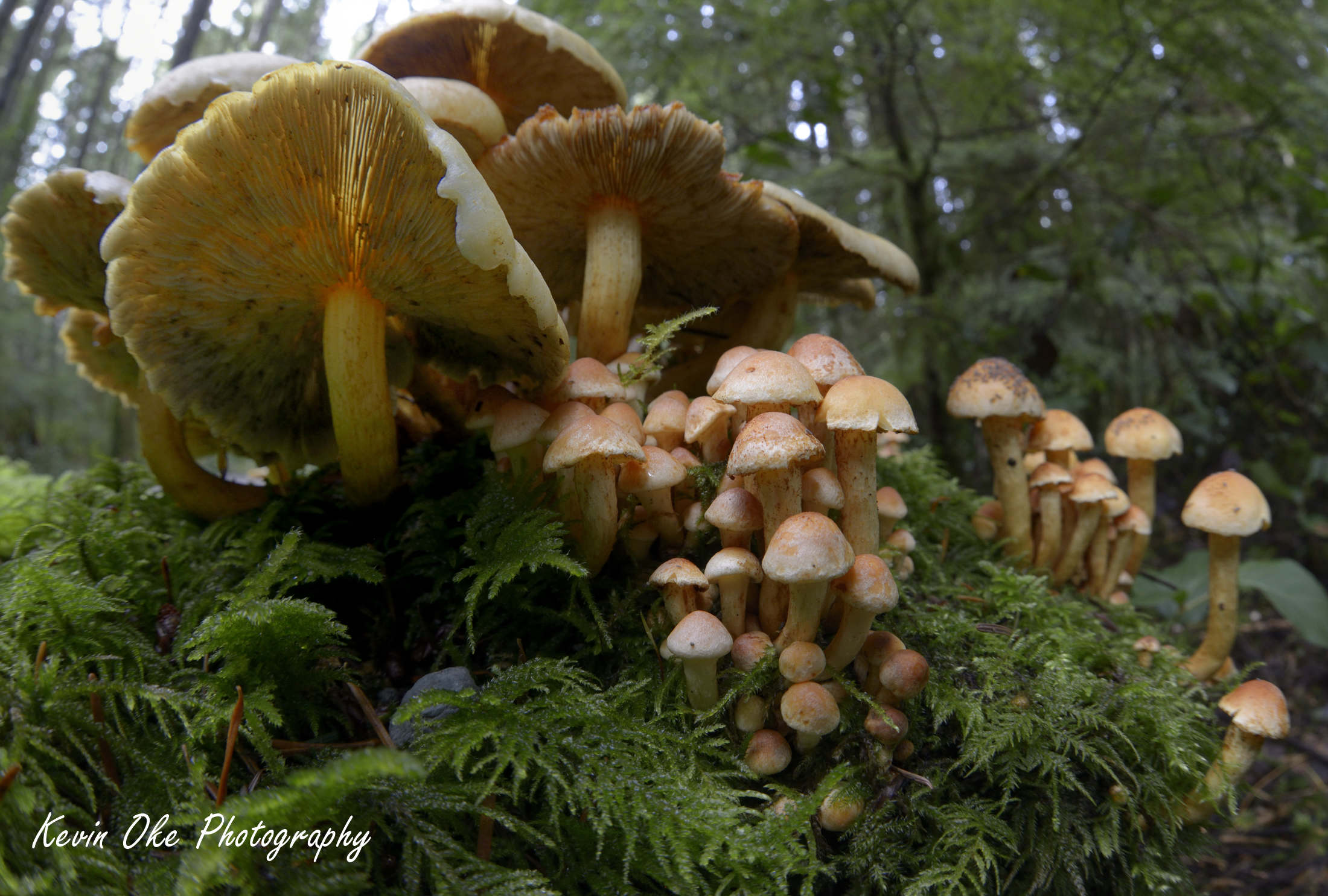 Fisheye photo of small mushrooms growing on a mossy tree stump