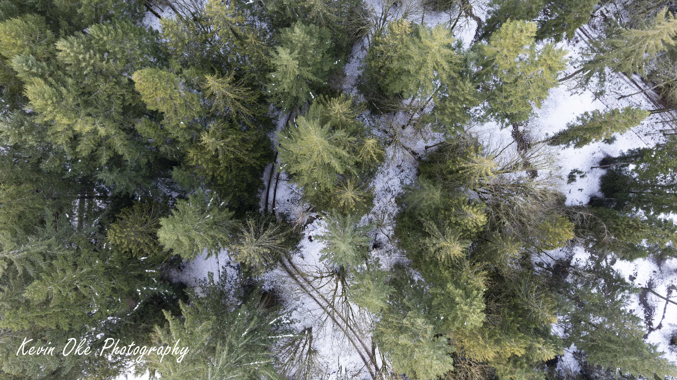 Forest roads