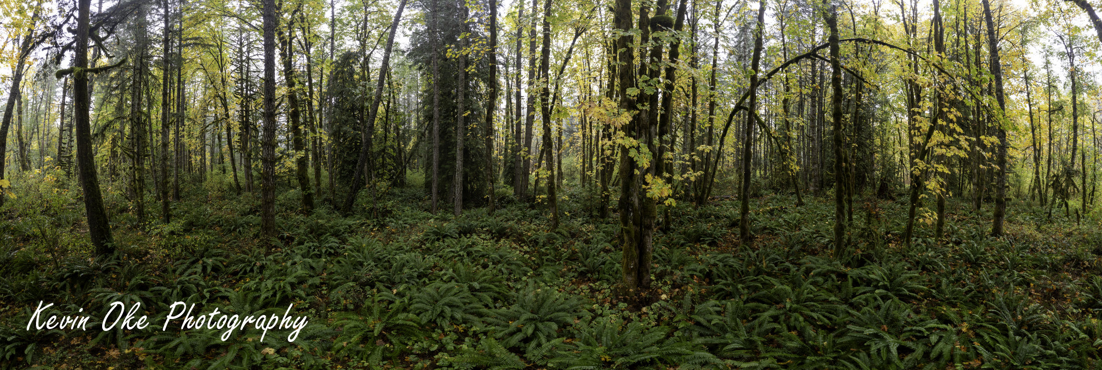 Fall forest with ferns