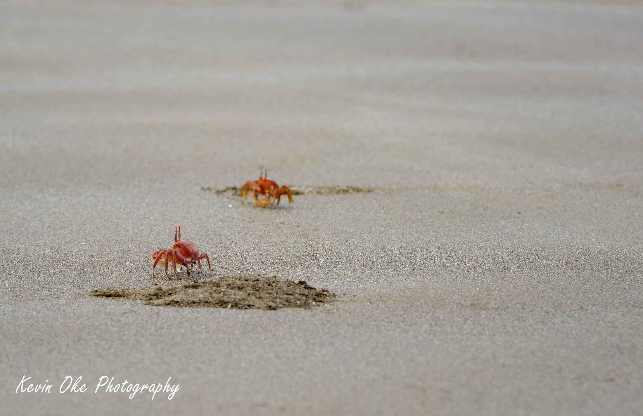 Ghost crabs (Ocypode Gaudichaudii)