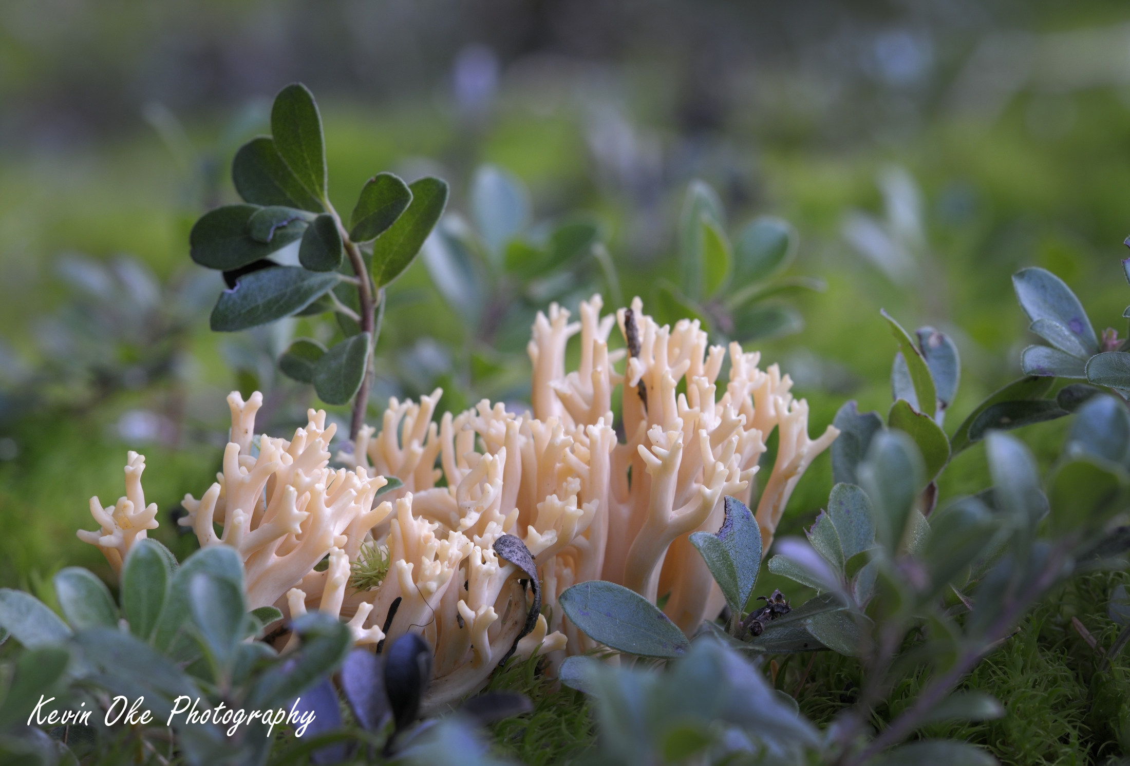 Pink Coral Fungus (Ramaria formosa)