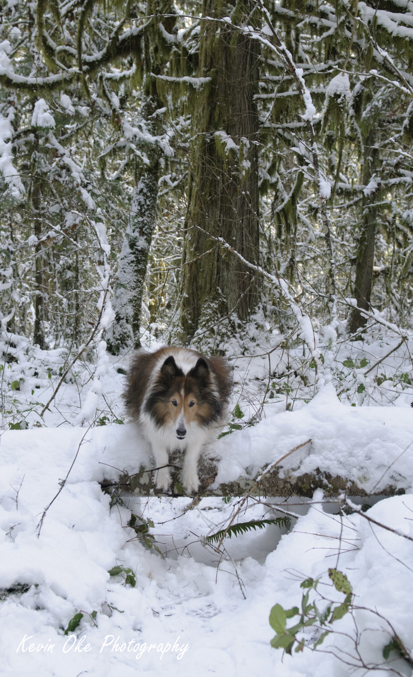 Shelti out for a run