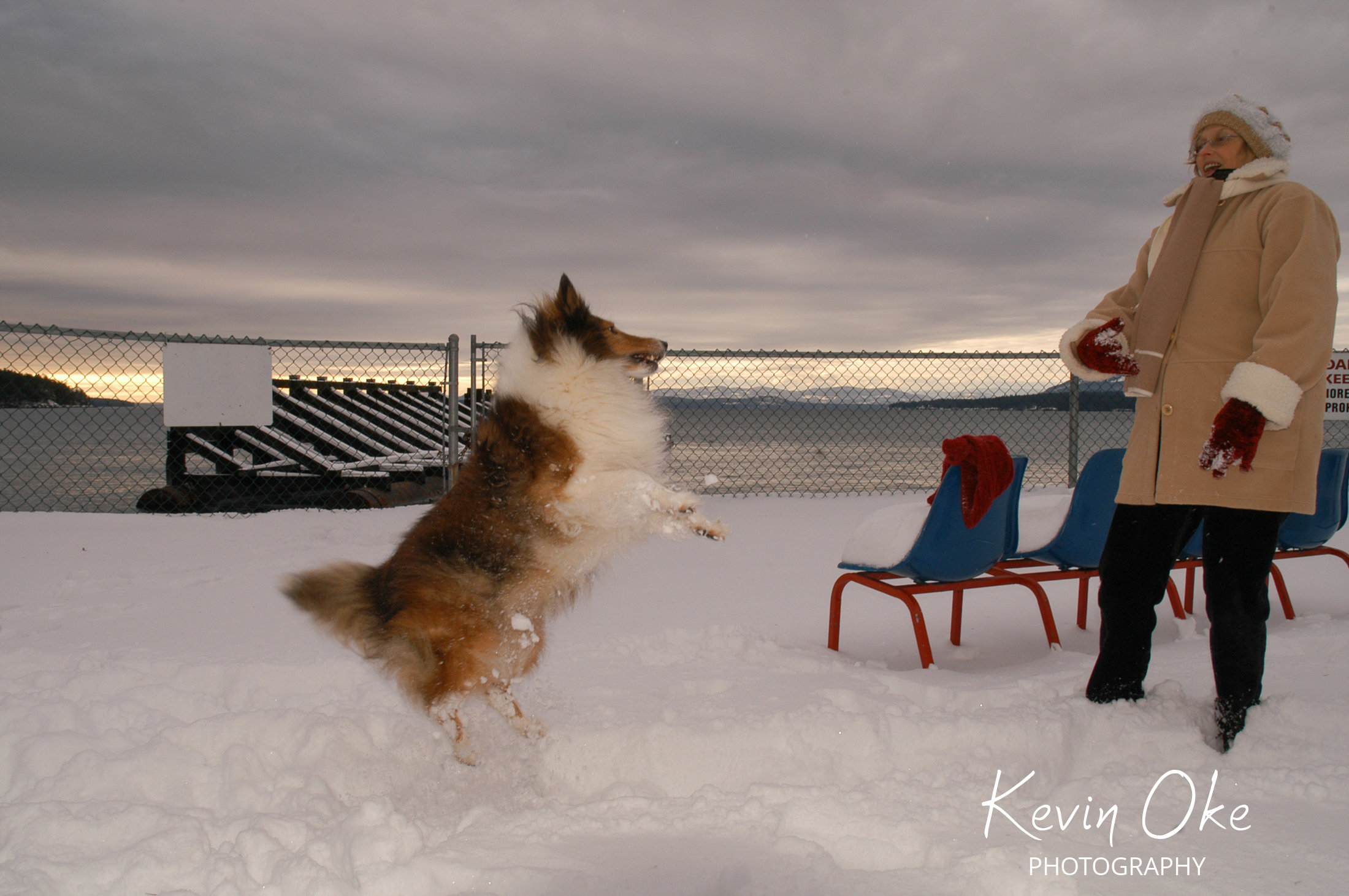 Sheltie in the snow