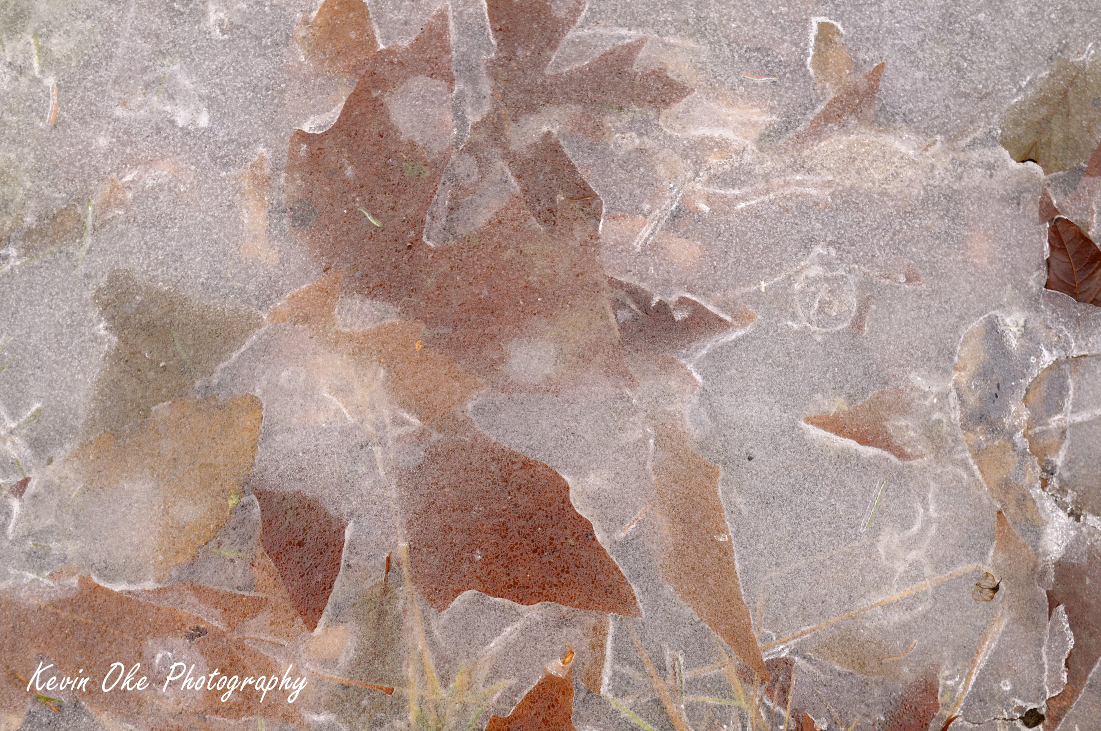 Frozen maple leaves