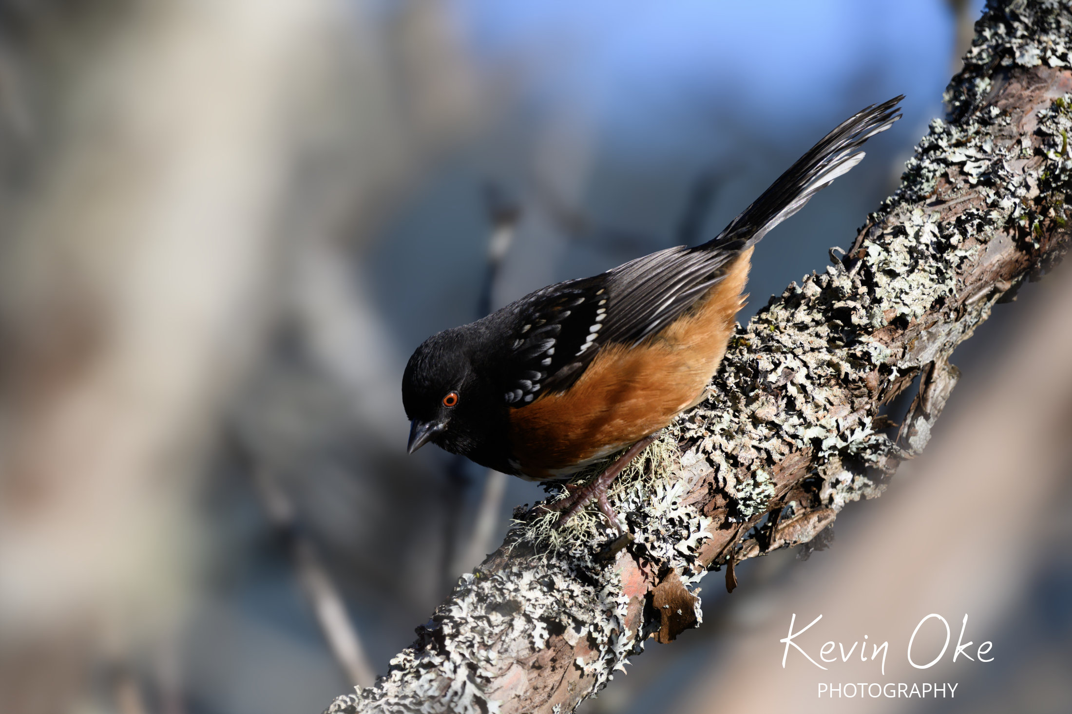 Spotted Towhee (Pipilo maculatus)