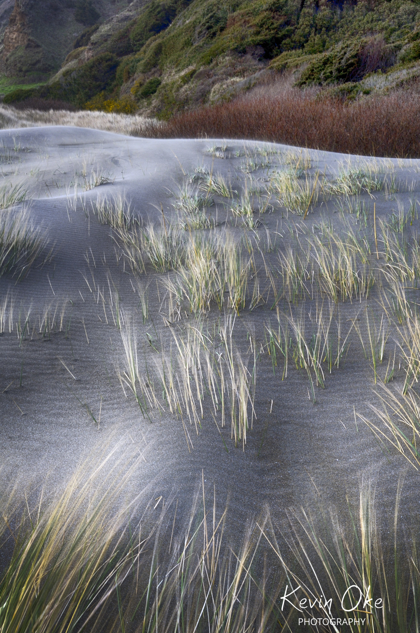 Grasses at Cape Blanco
