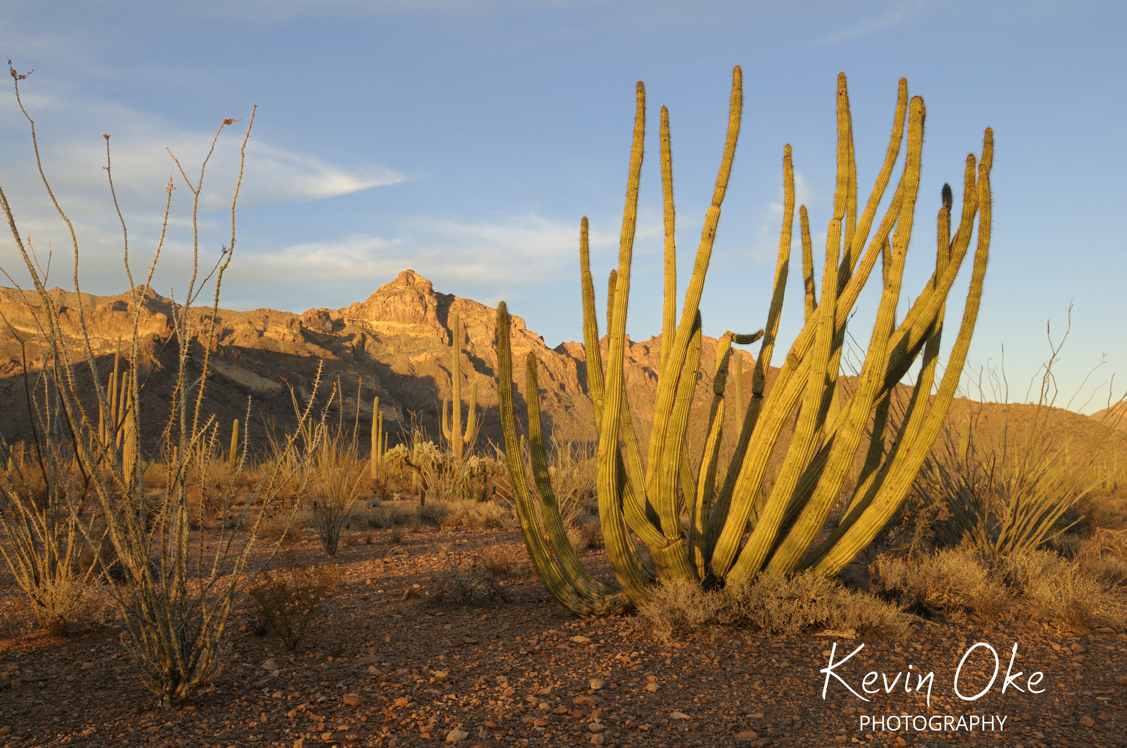 Organ Pipe Cactus, (Stenocereus thuberi), Organ Pipe Cactus National Monument, Arizona, USA