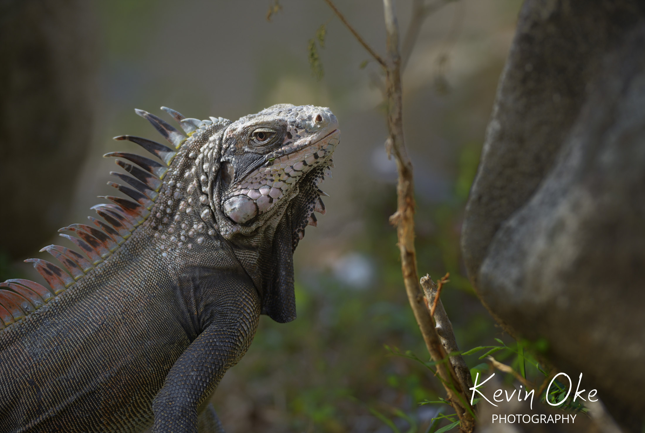 Green Iguana (Iguana iguana) or Common Iguana, Peter Island, British Virgin Islands