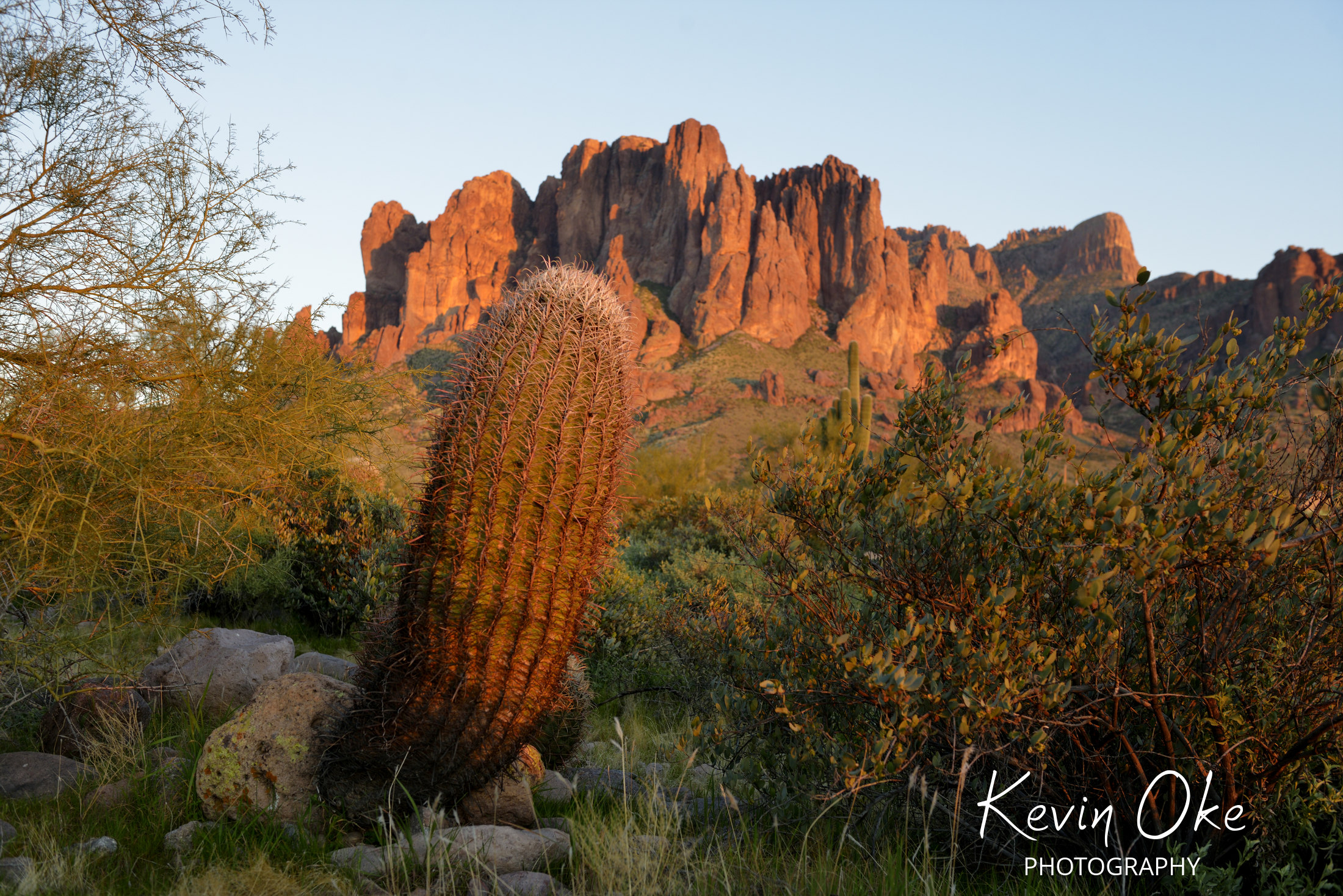 Barrel cactus in front of the Superstitions