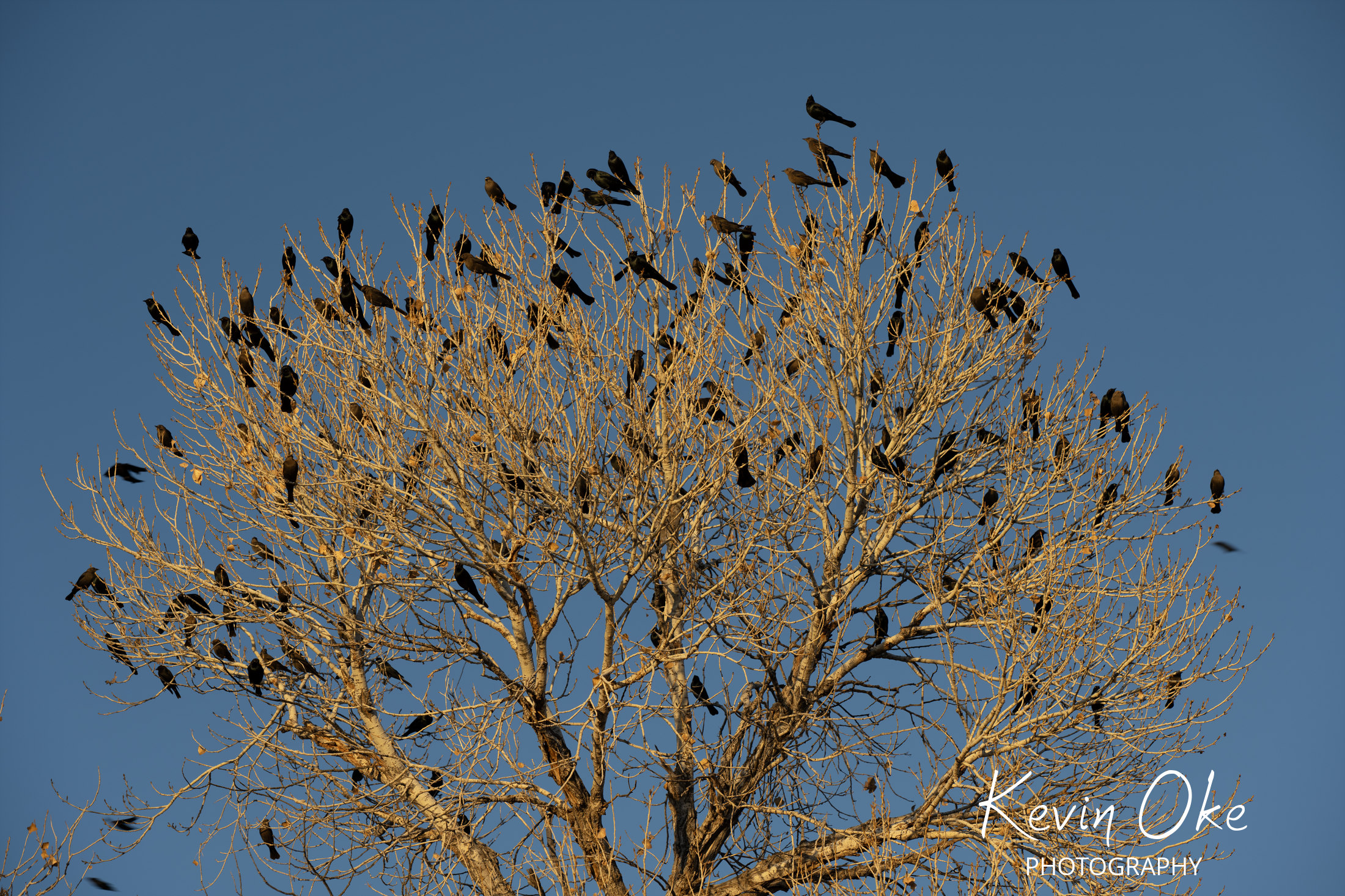 Patagonia Lake State Park, Arizona, USA