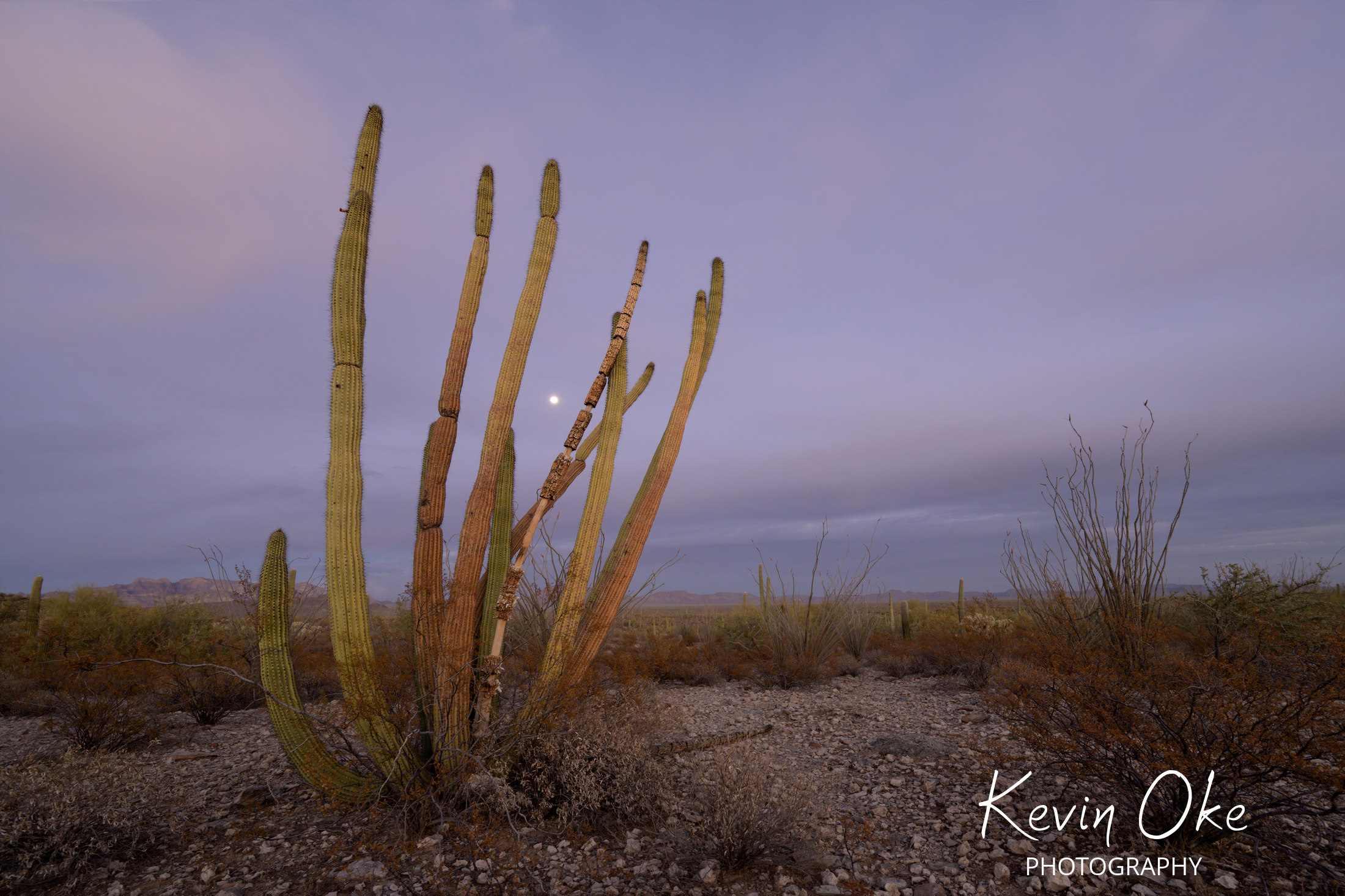 Organ Pipe Cactus, (Stenocereus thuberi), Organ Pipe Cactus National Monument, Arizona, USA