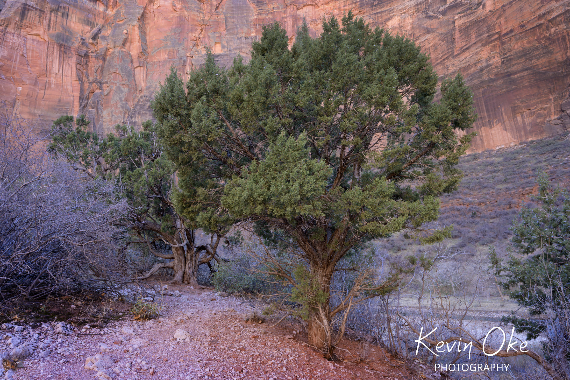 Juniper tree in front of sandstone cliffs in Zion National Park