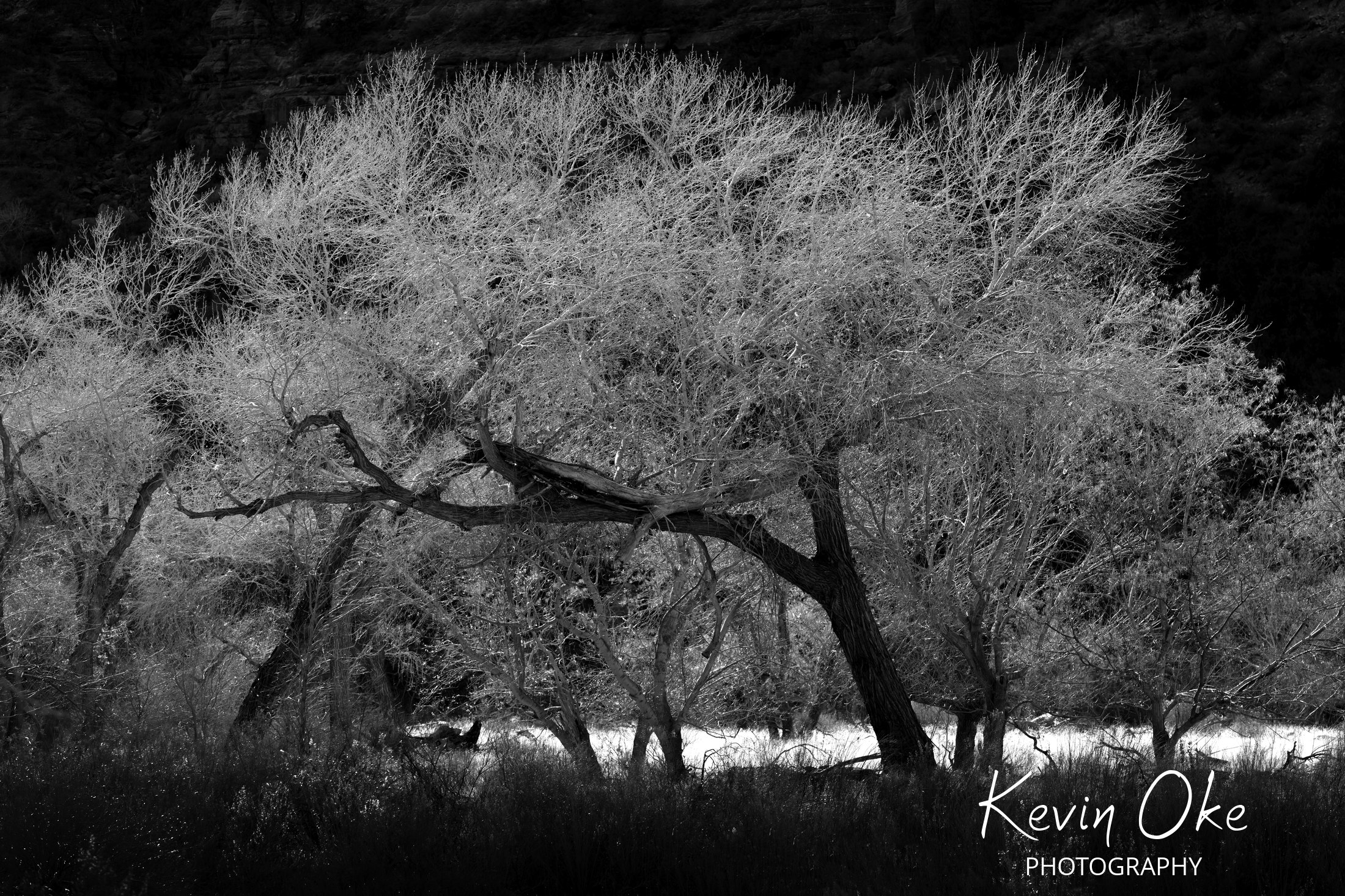 Dramatic contrast of barren cottonwood trees and cliffs at Zion National Park during twilight hours in Utah.