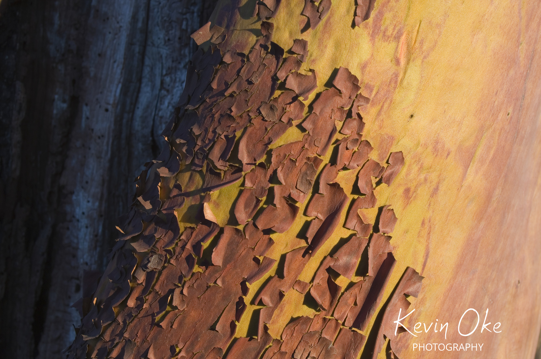Arbutus bark, Roesland, North Pender Island, British Columbia, Canada