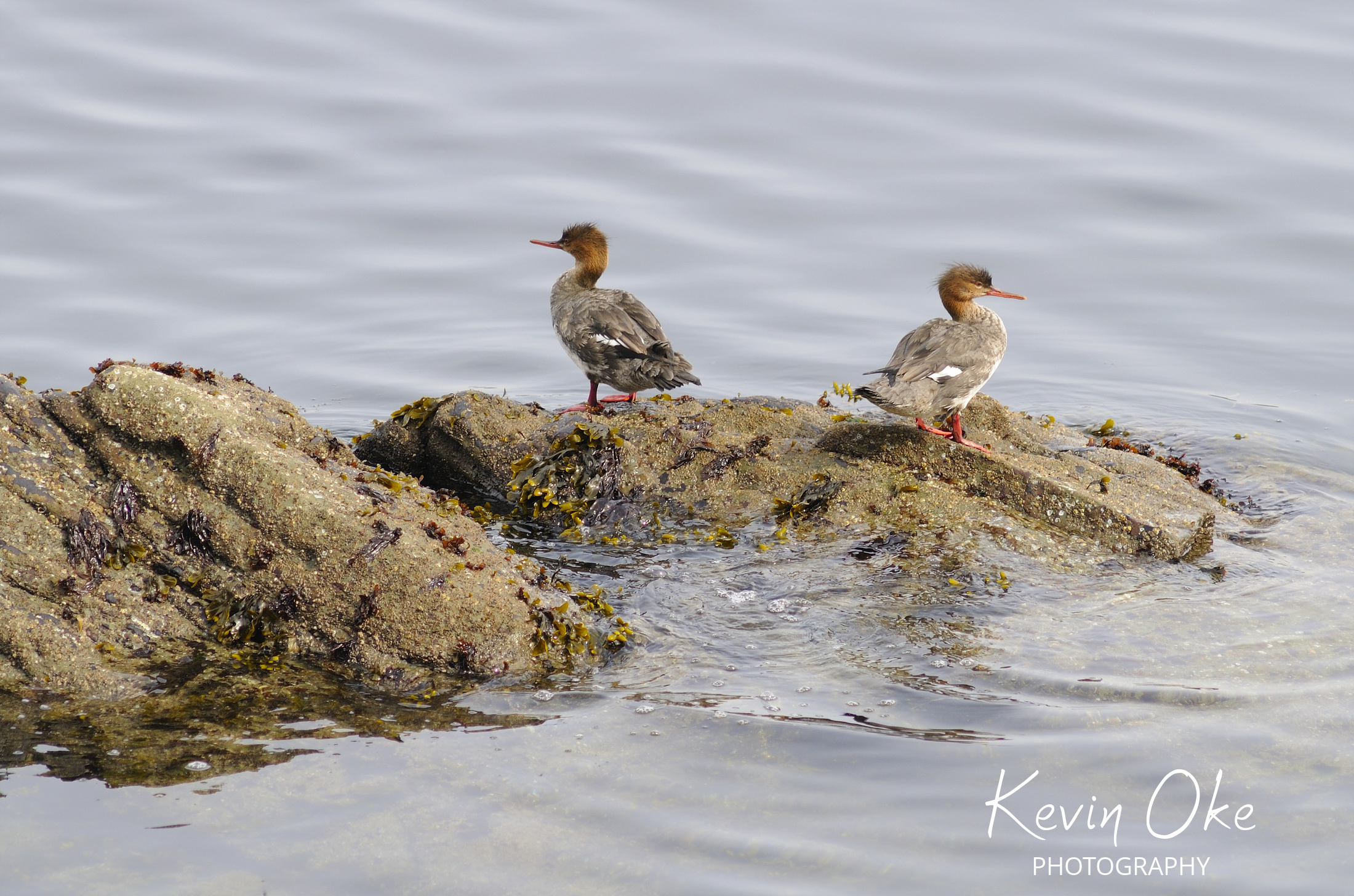 Red-breasted Merganser (Mergus serrator), Gulf Islands, British Columbia, Canada