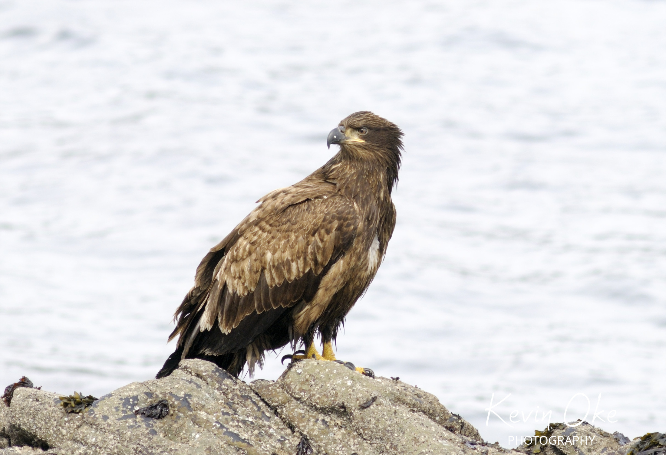 Juvenile Bald Eagle