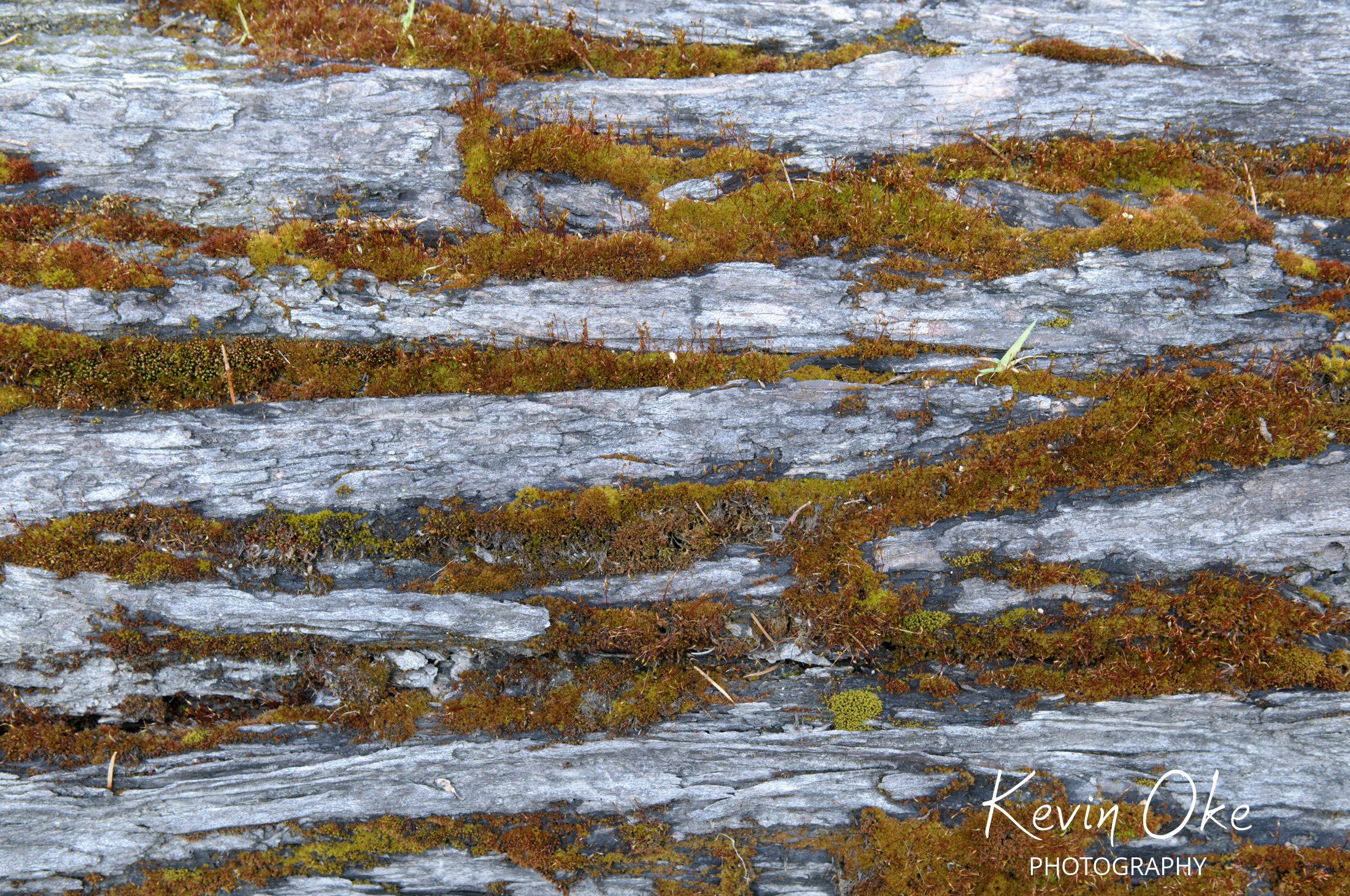 Mosses on a dead tree