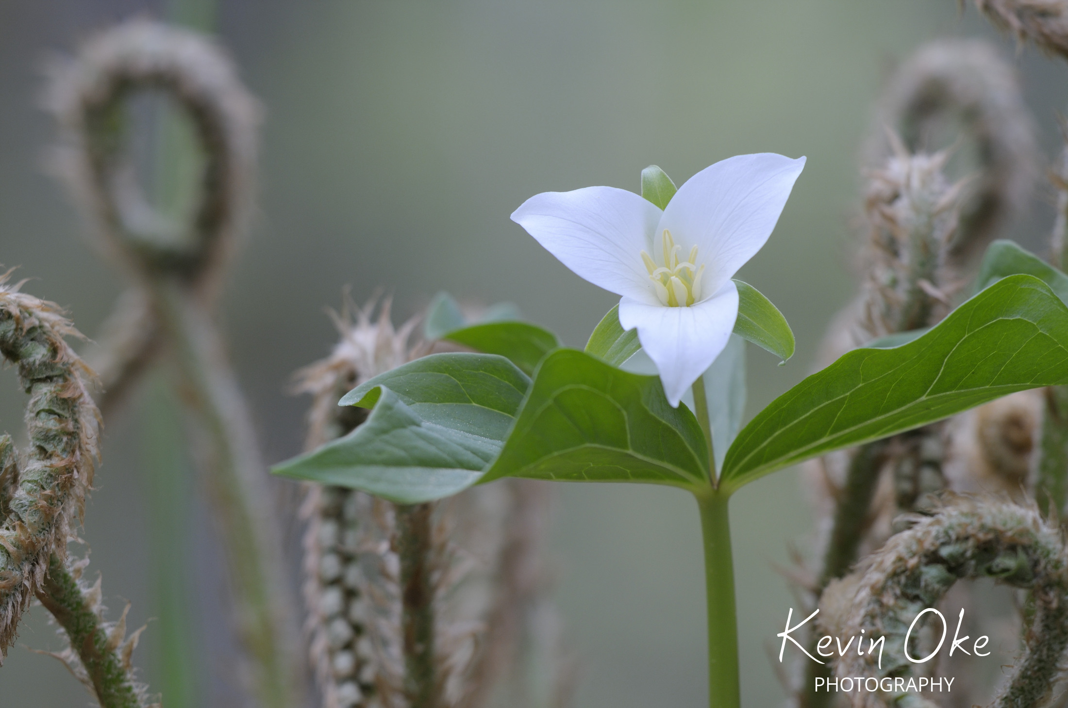 Western Trillium (Trillium ovatum), Cowichan Valley, Vancouver Island, British Columbia, Canada