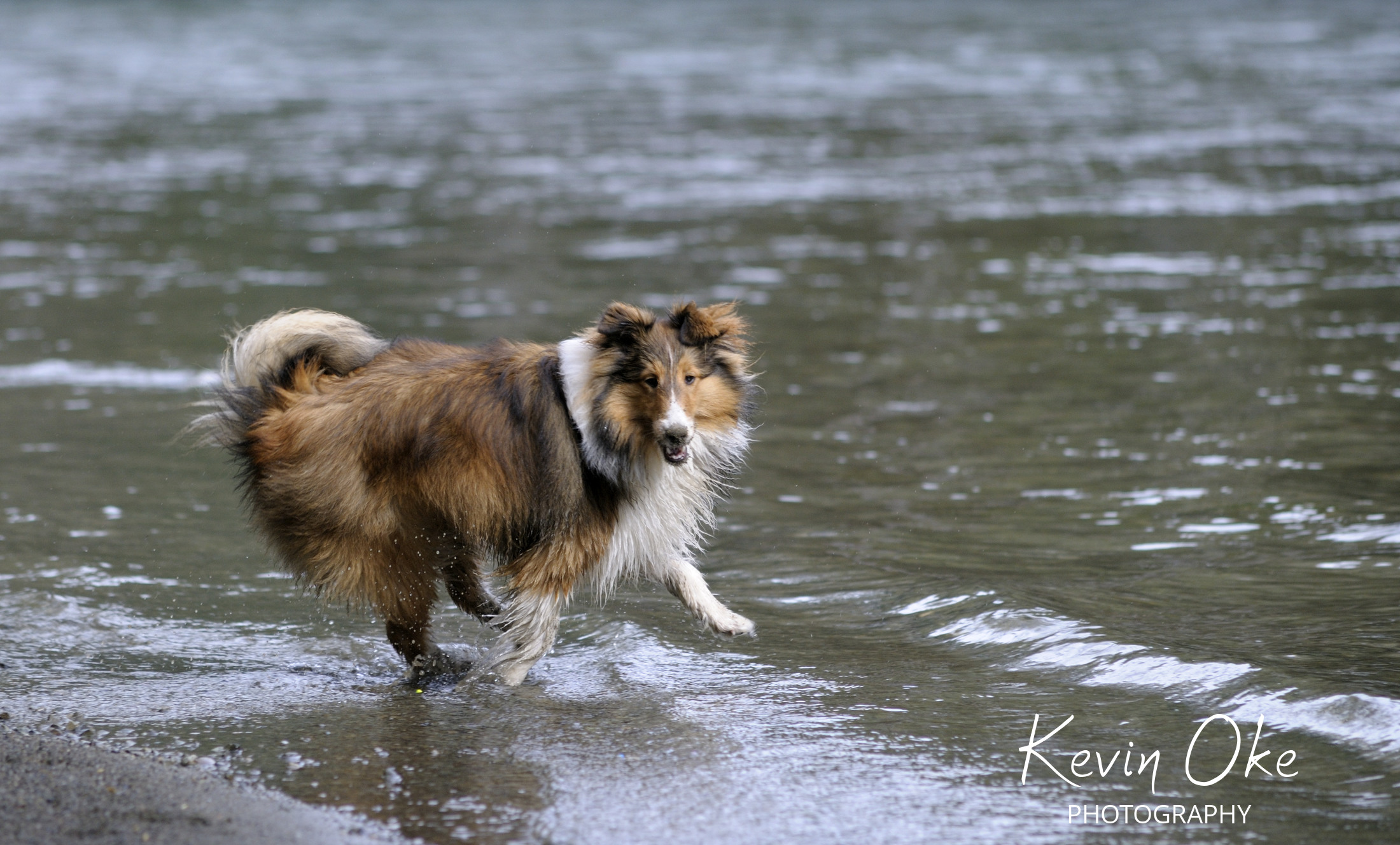 A happy Sheltie