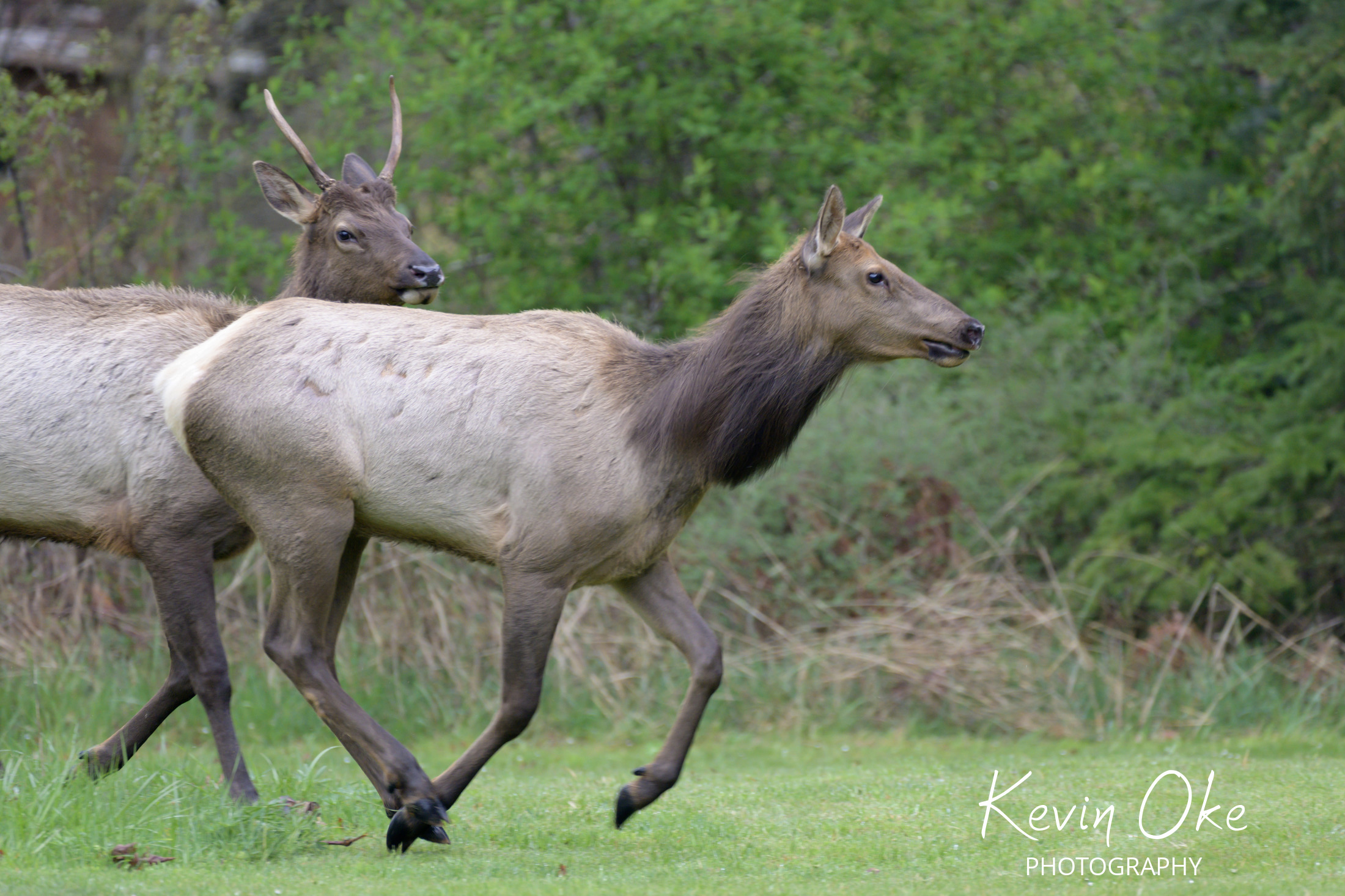 Roosevelt elk in the Cowichan Valley